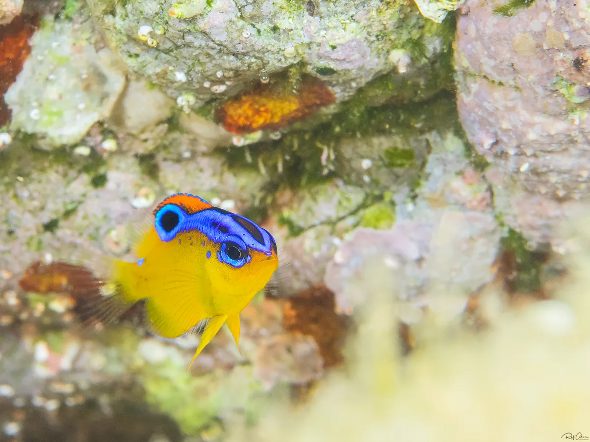 Dark Damselfish - juvenile