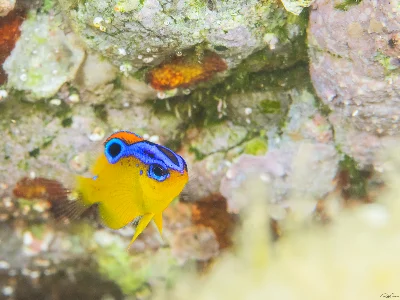 Dark Damselfish - juvenile