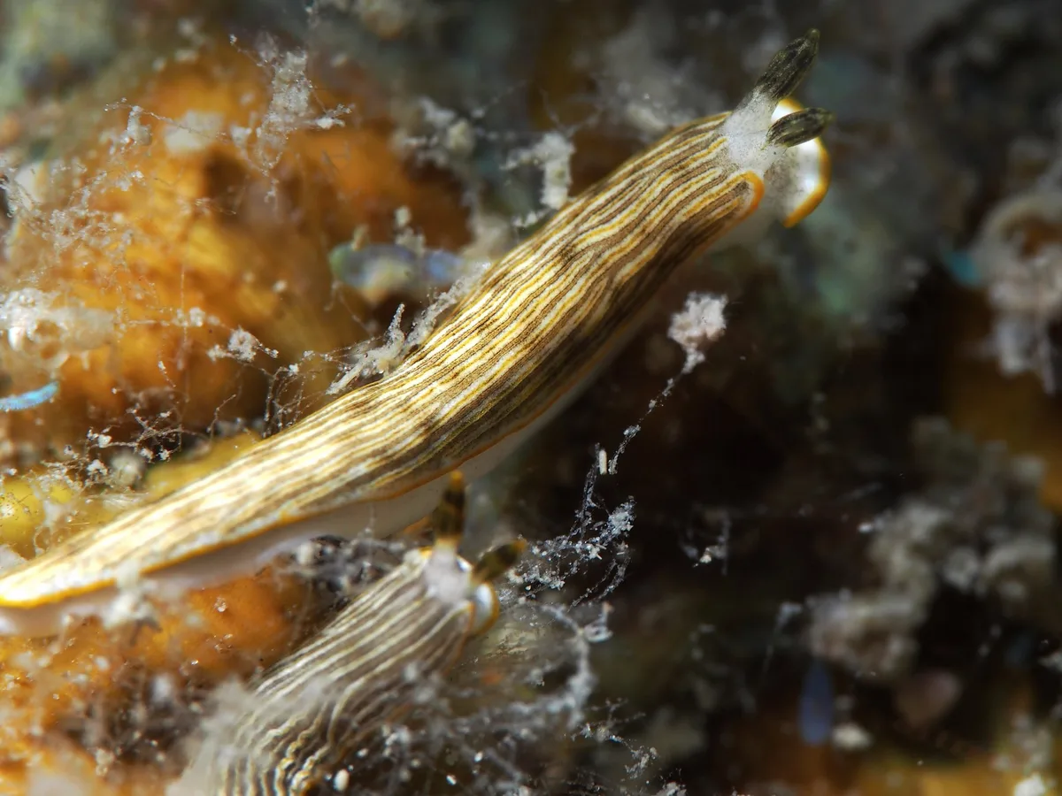 Dermatobranchus albus