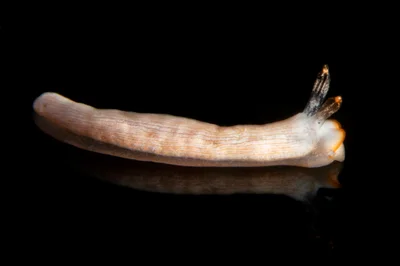Dermatobranchus albus