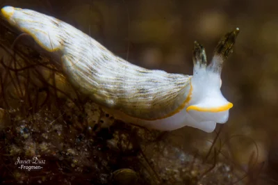 Dermatobranchus albus. Tulamben. Bali.