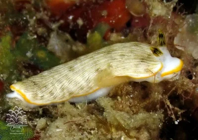 Dermatobranchus albus - Romblon, PH