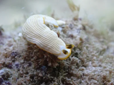 Dermatobranchus albus - Daanbantayan, Cebu, Philippines