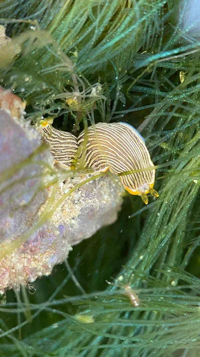 Dermatobranchus albus - Sebarok Channel, SG