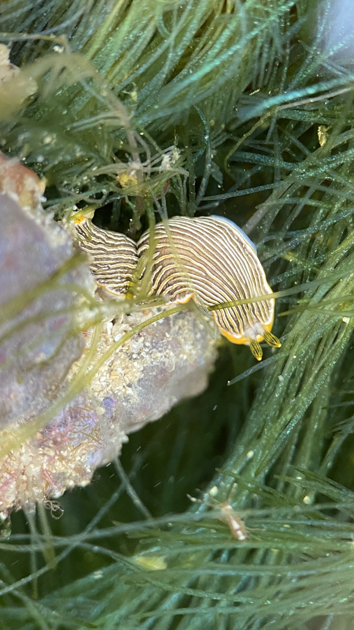 Dermatobranchus albus - Sebarok Channel, SG