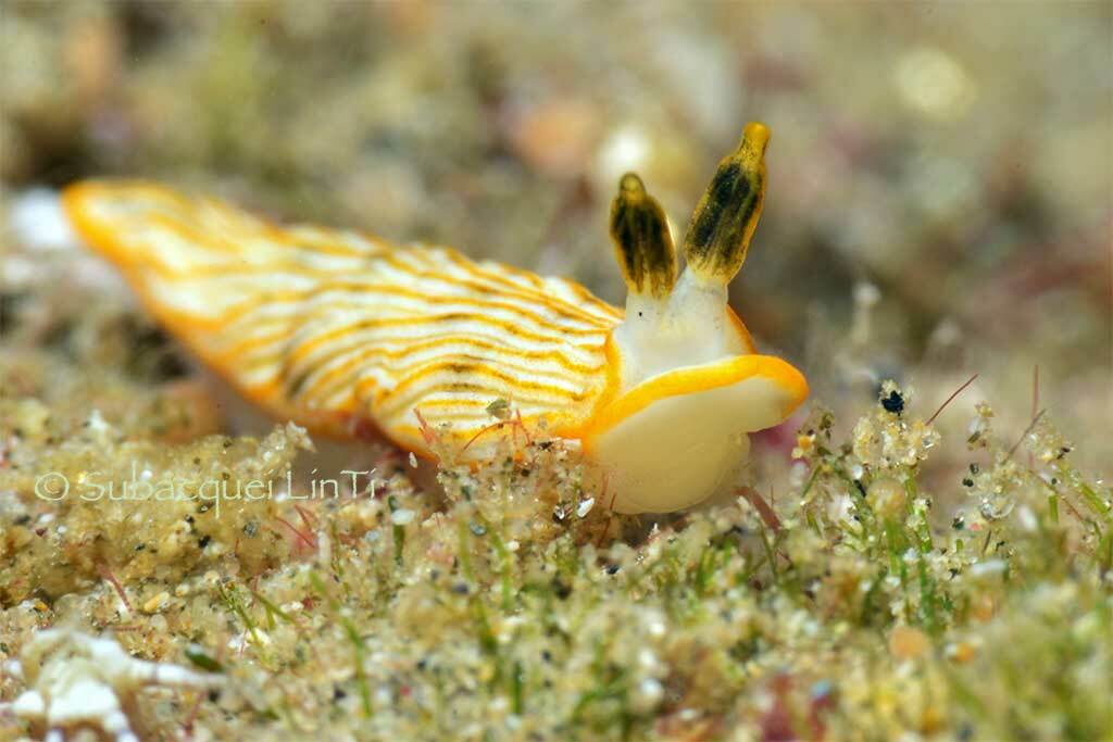 Dermatobranchus albus - Abu Dabbab, Marsa Alam, Egypt