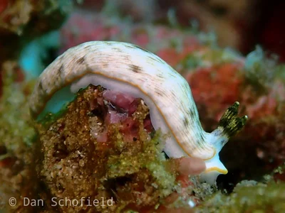 Dermatobranchus albus - Bitung, Bitung City, North Sulawesi, Indonesia