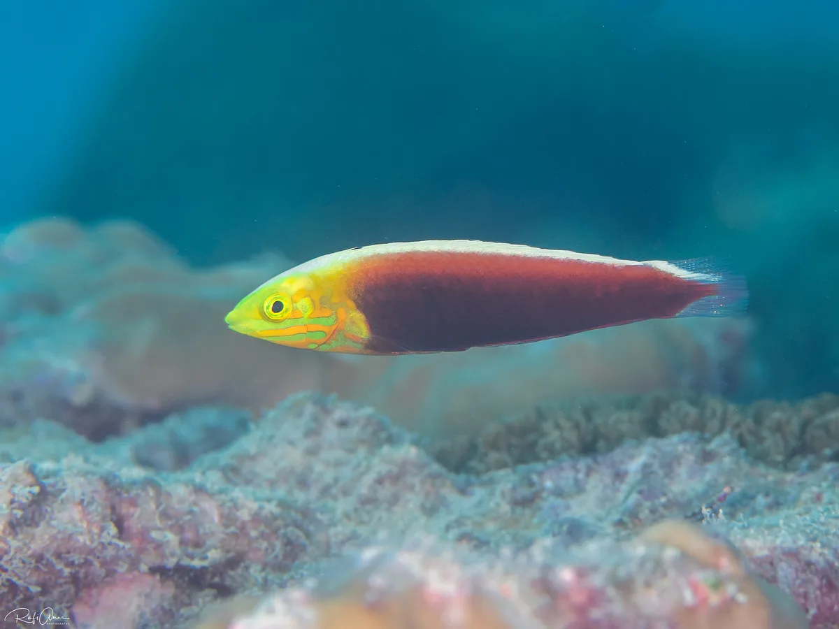 Rainbow Wrasse - Halichoeres iridis