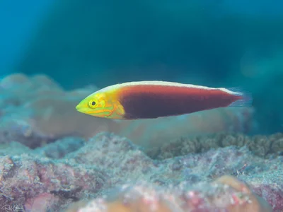 Rainbow Wrasse - Halichoeres iridis