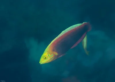 Rainbow Wrasse - Halichoeres iridis