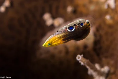 Rainbow Wrasse - Juvenile - Halichoeres iridis