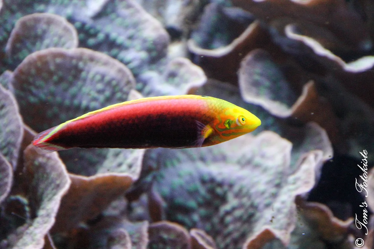 "Gelbkopfjunker (Halichoeres iridis)"