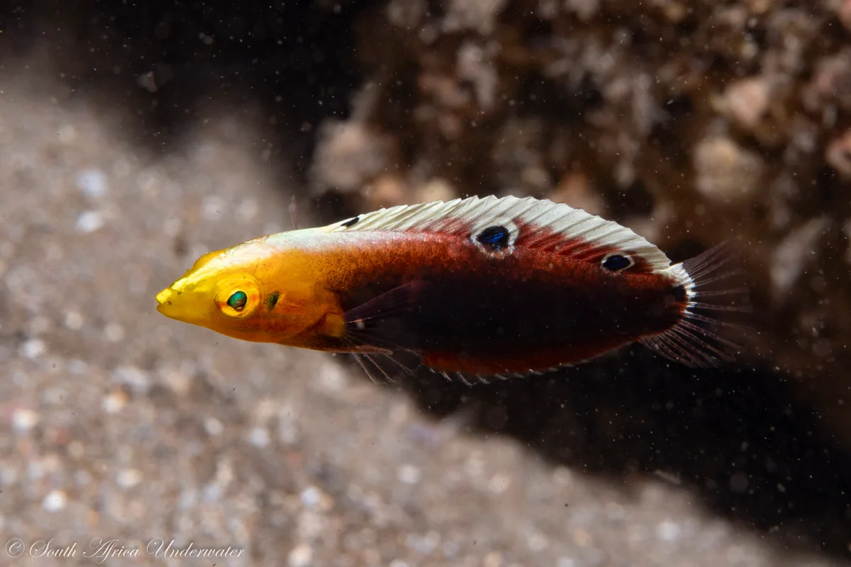 Halichoeres iridis - eThekwini, ZA-NL, ZA