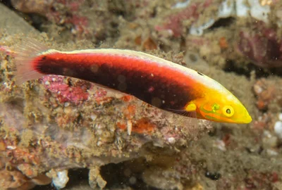 Halichoeres iridis - Ribbon, 5 Mile Reef, Sodwana Bay
