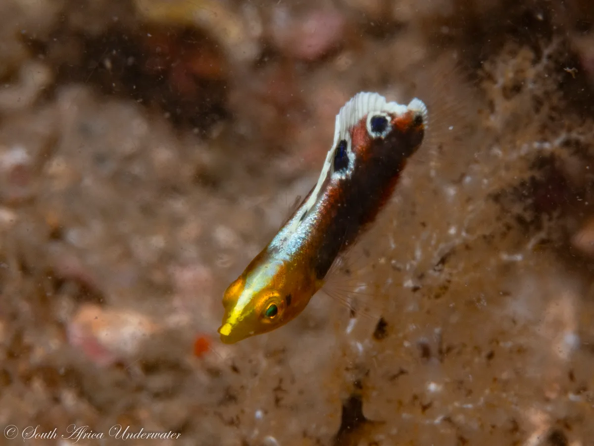 Halichoeres iridis - eThekwini, ZA-NL, ZA