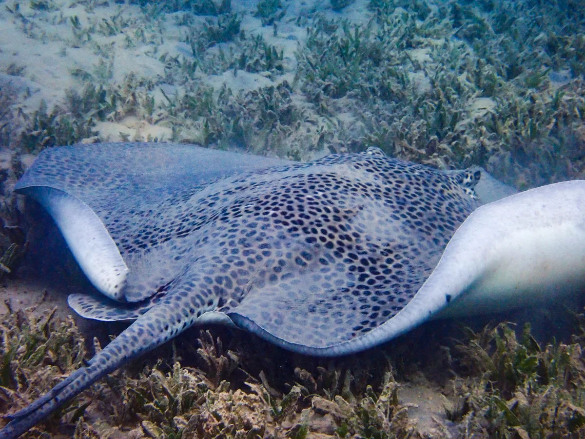 Darkspotted stingray