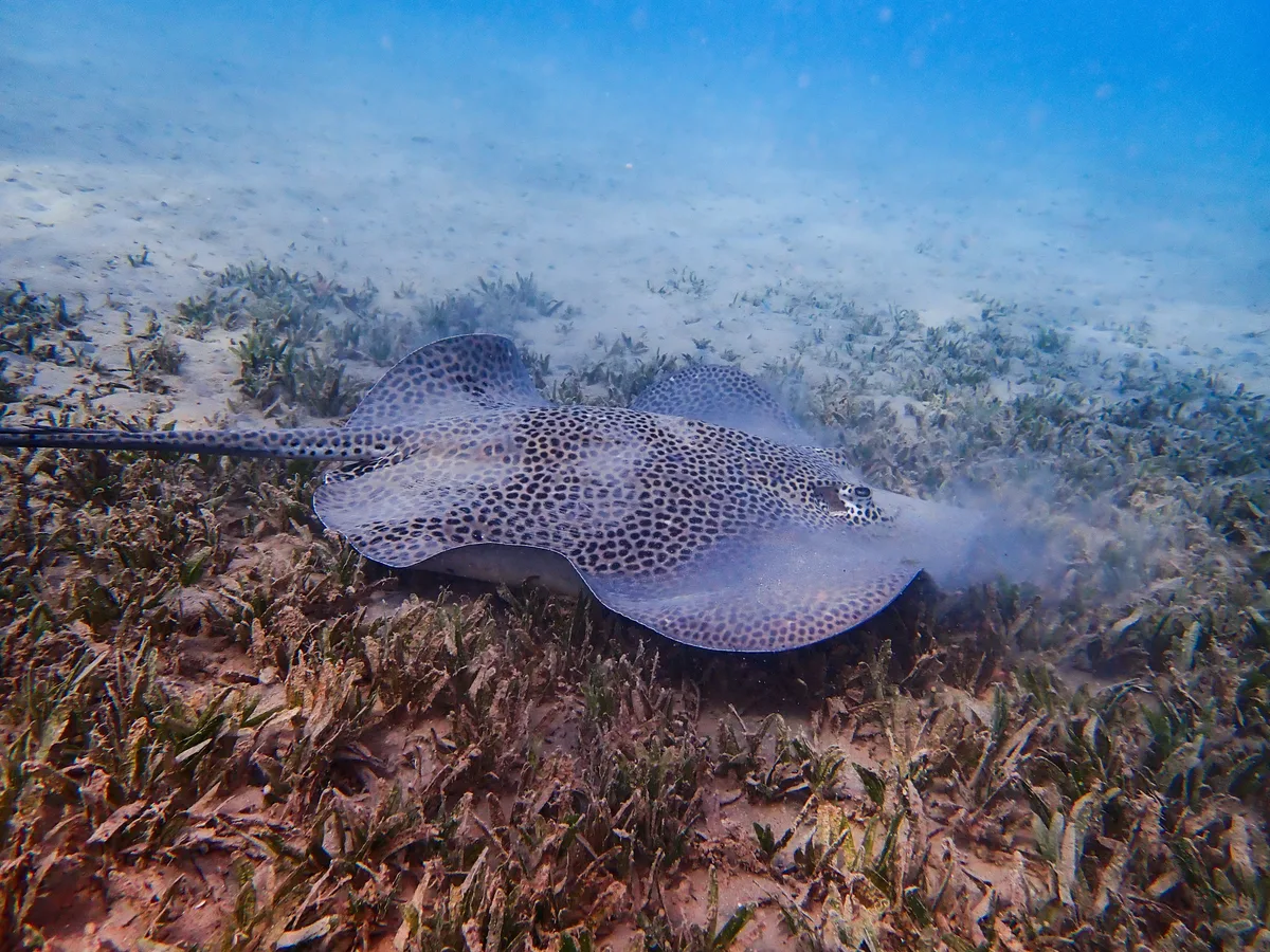 Darkspotted stingray