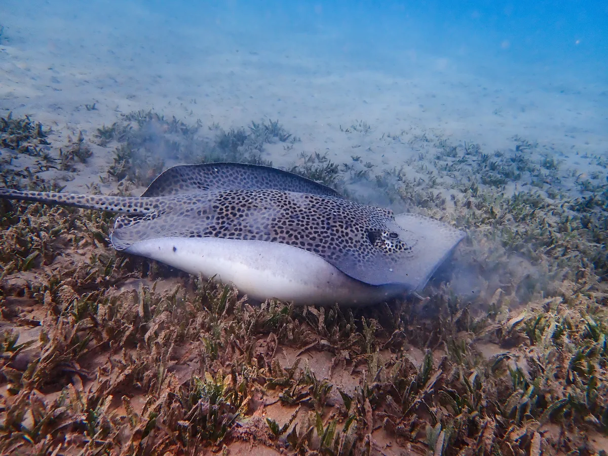 Darkspotted stingray