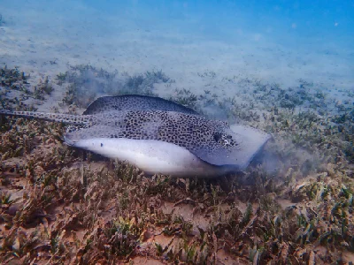 Darkspotted stingray
