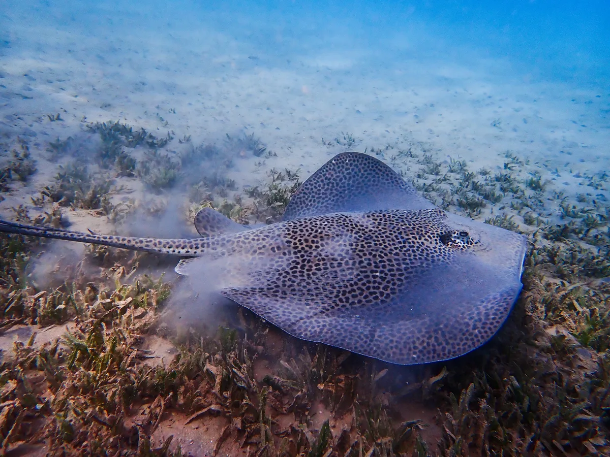 Darkspotted stingray