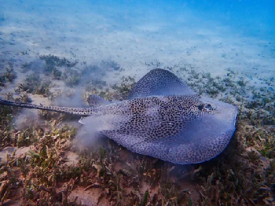 Darkspotted stingray