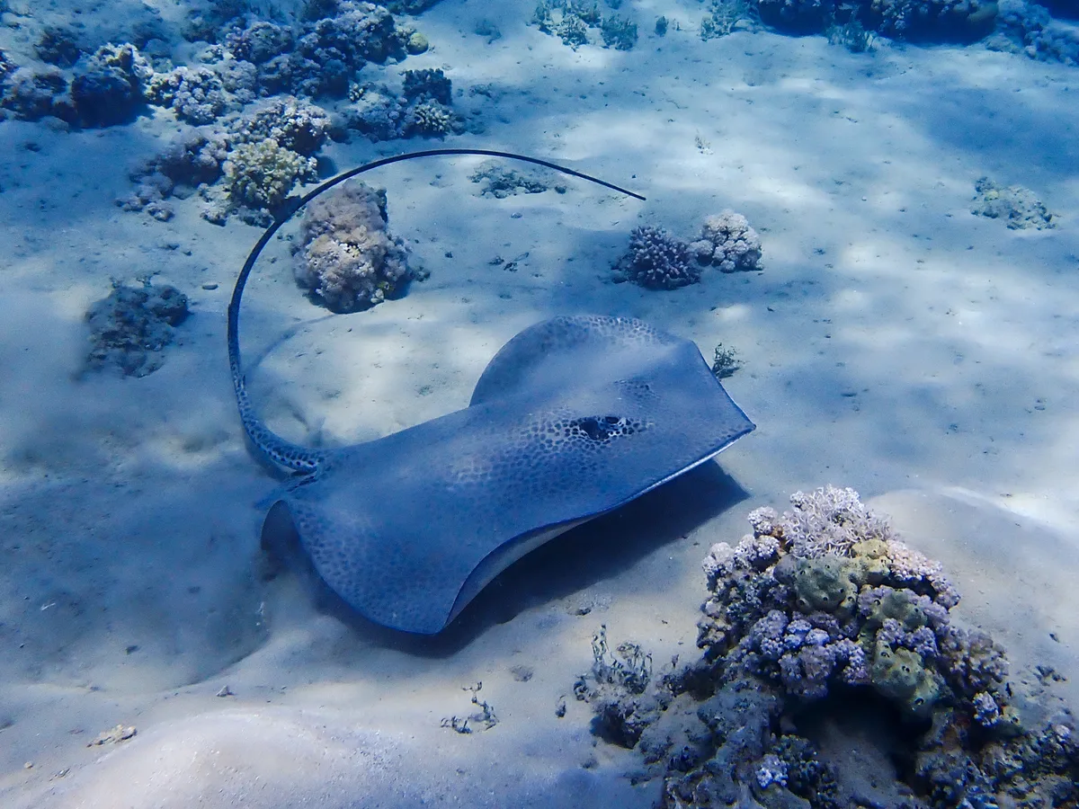 Darkspotted Stingray