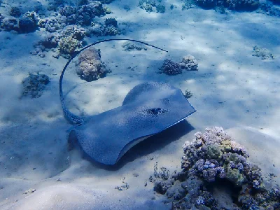 Darkspotted Stingray