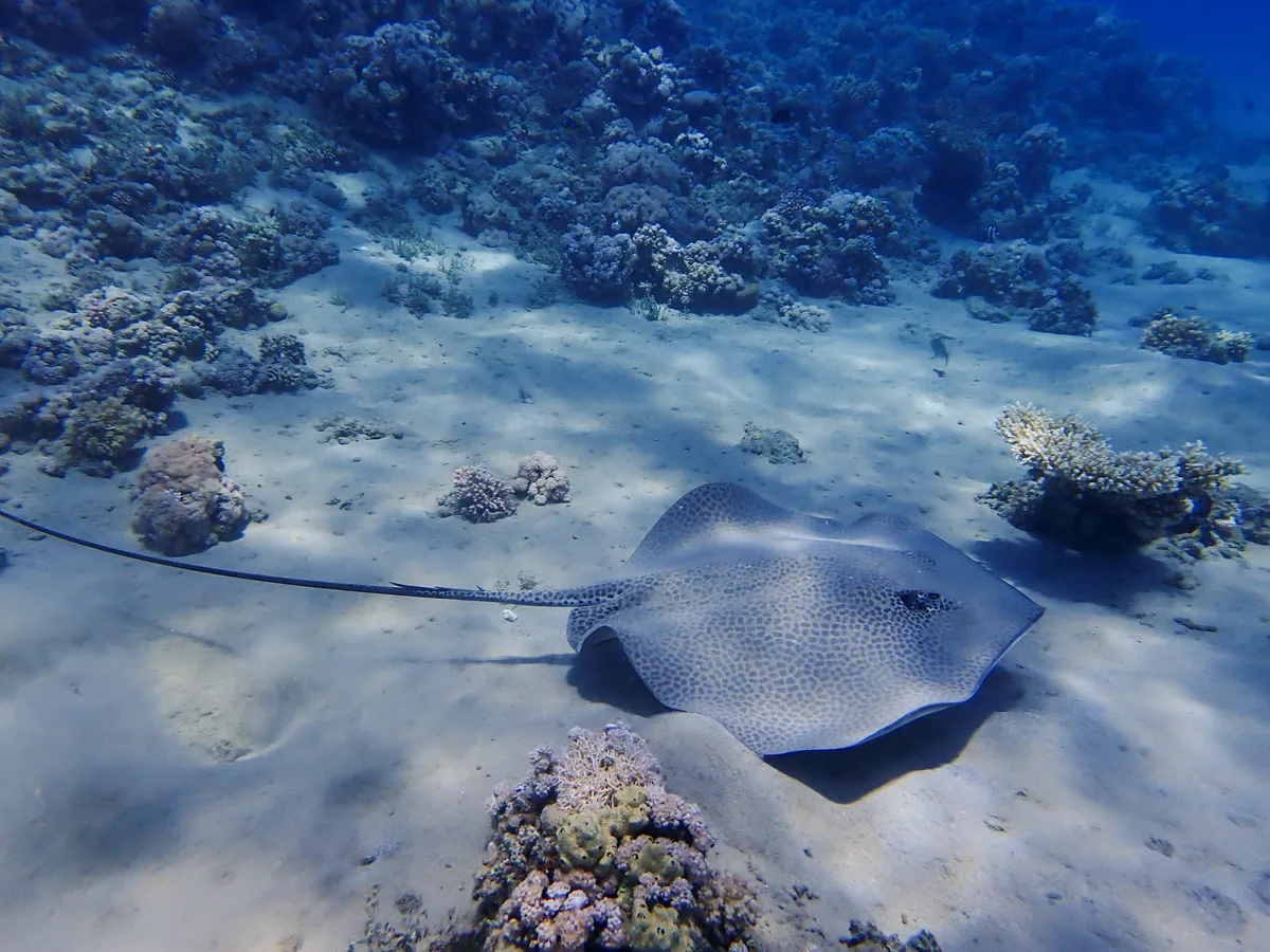 Darkspotted Stingray