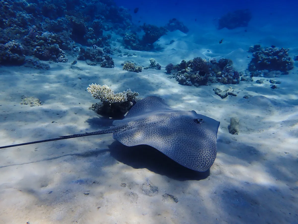 Darkspotted Stingray