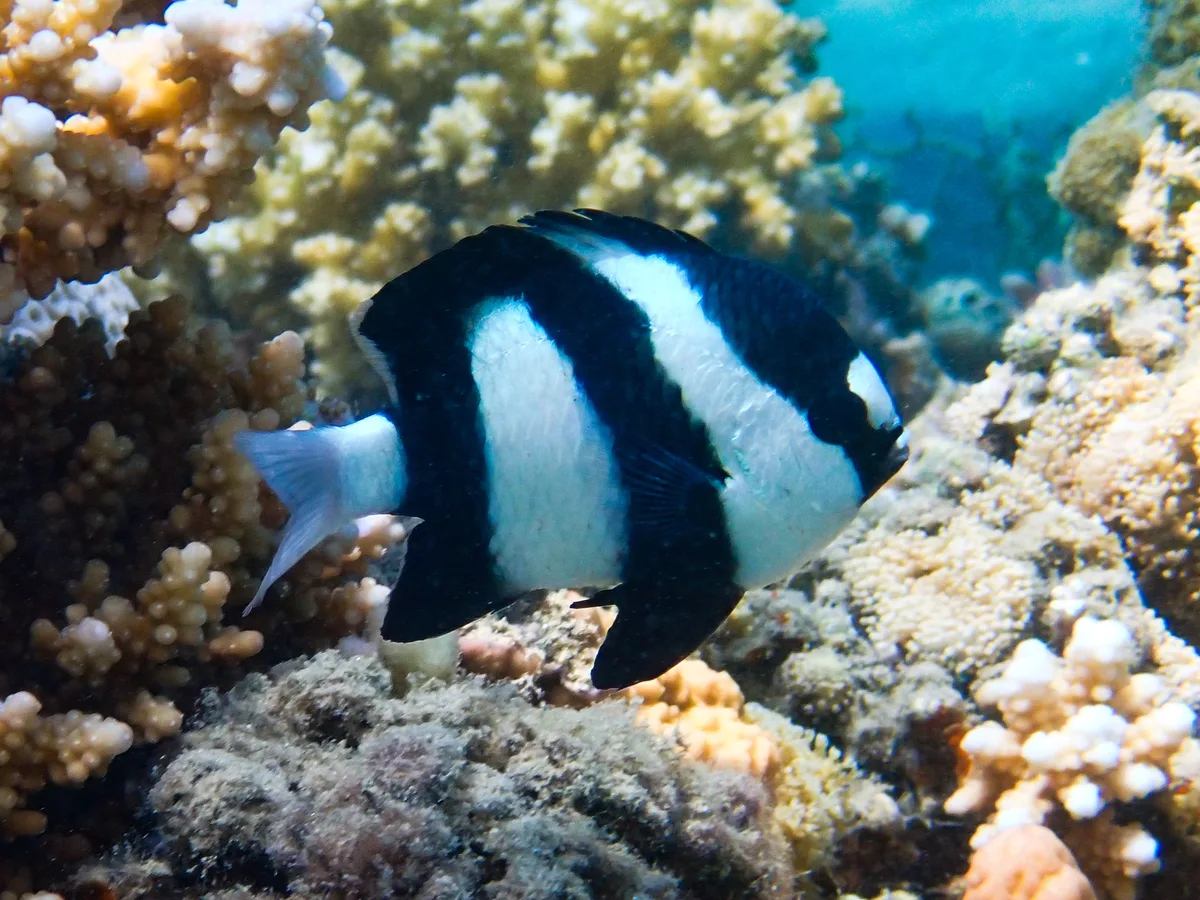 Dascyllus aruanus