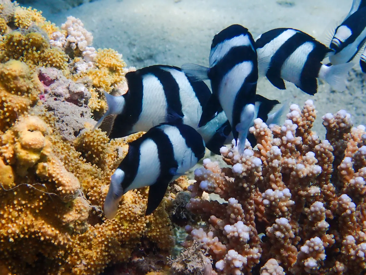 Dascyllus aruanus