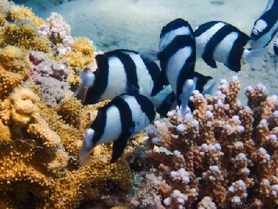Dascyllus aruanus
