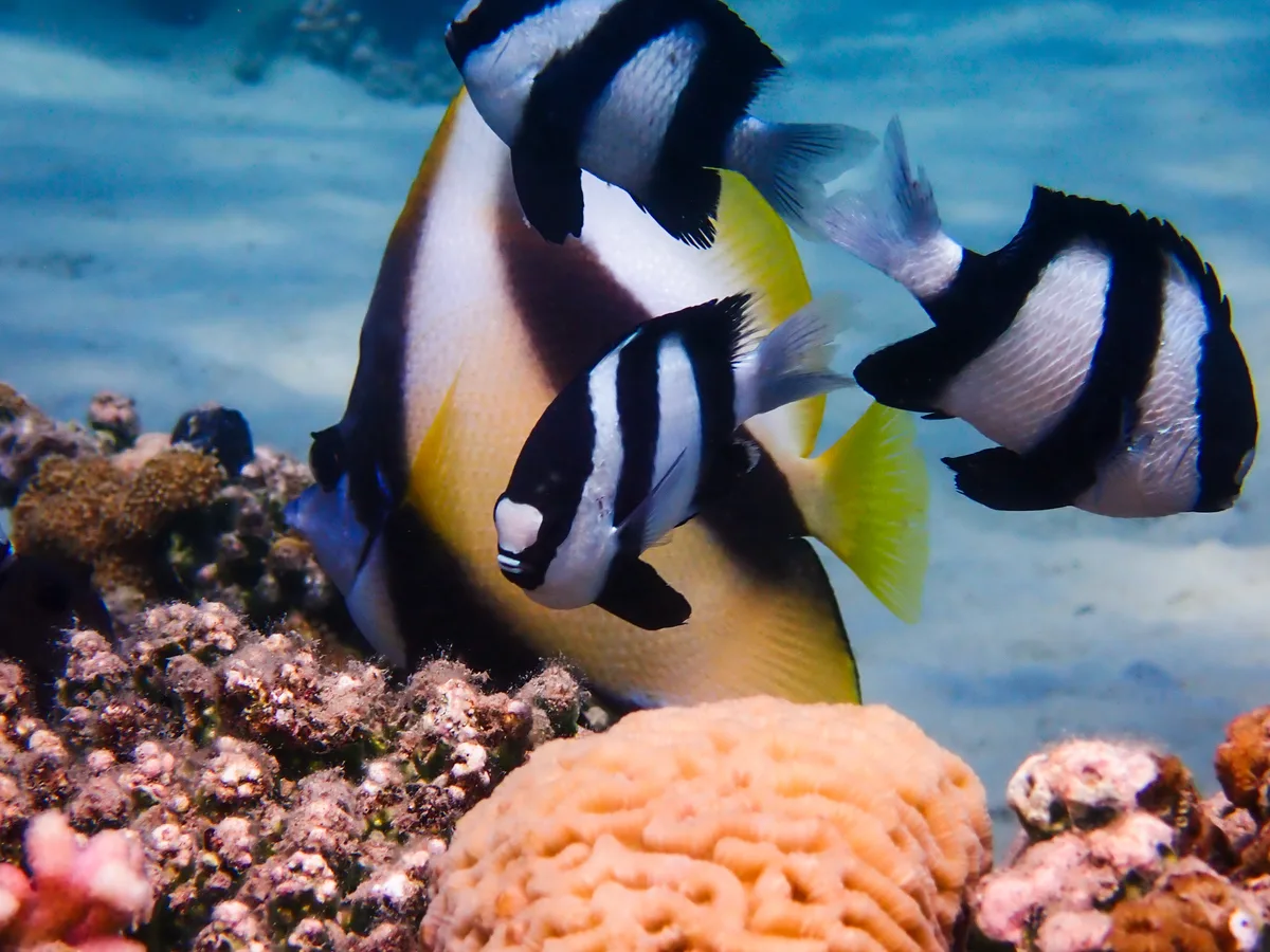 Dascyllus aruanus