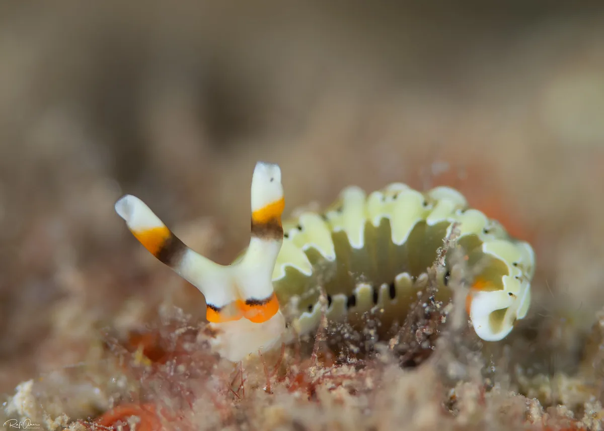 Thuridilla decorata