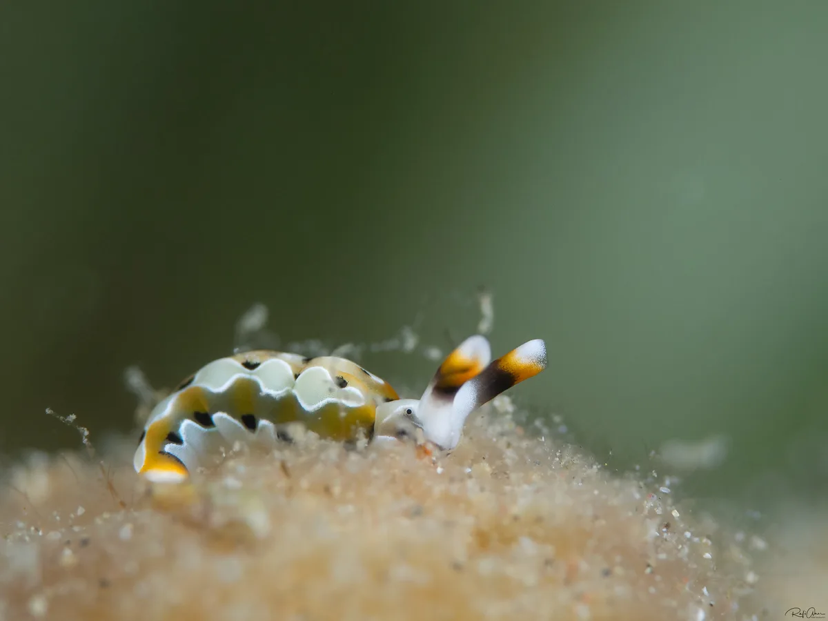 Thuridilla decorata