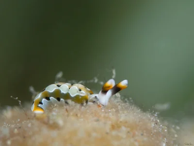 Thuridilla decorata