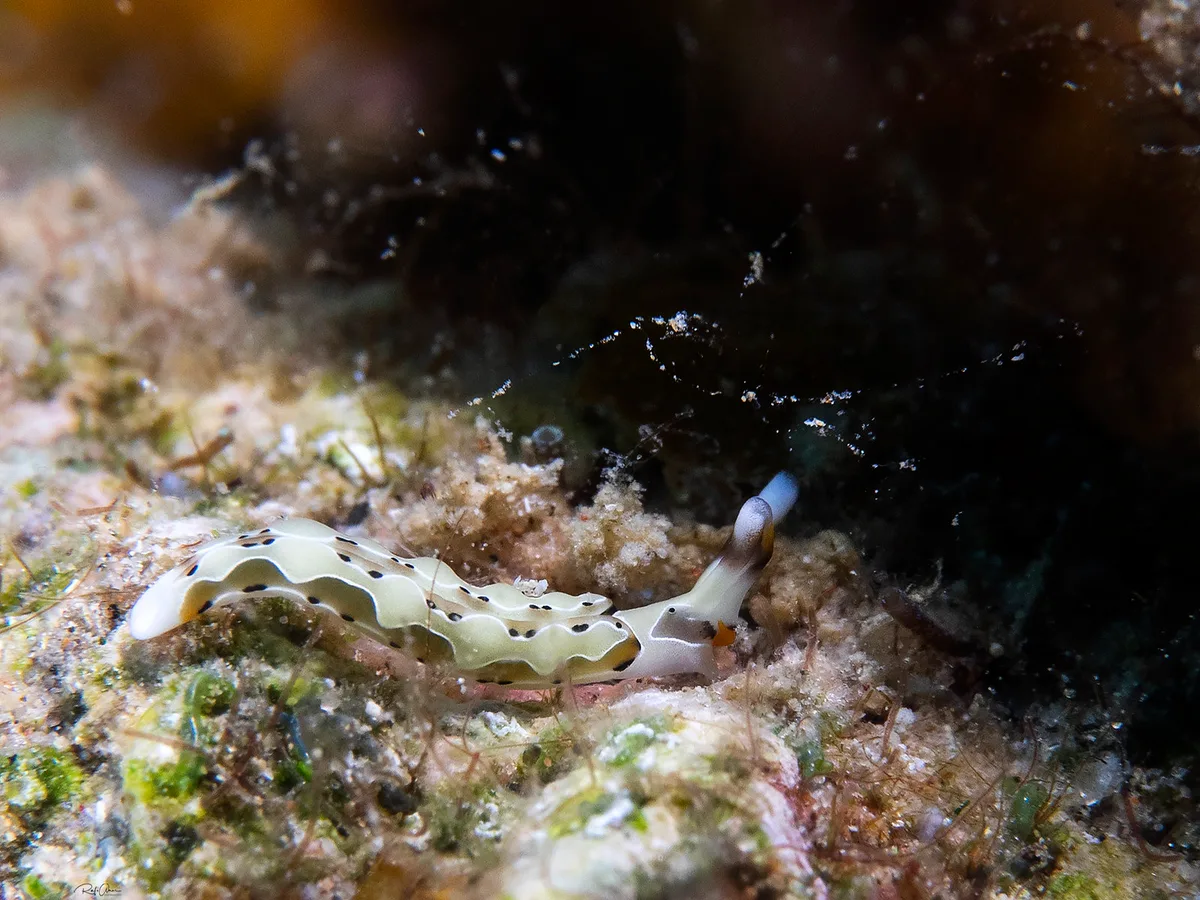 Thuridilla decorata