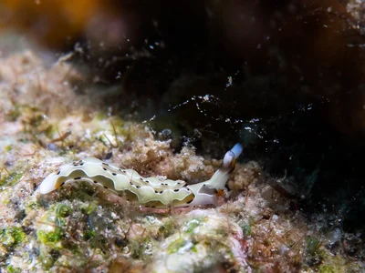 Thuridilla decorata