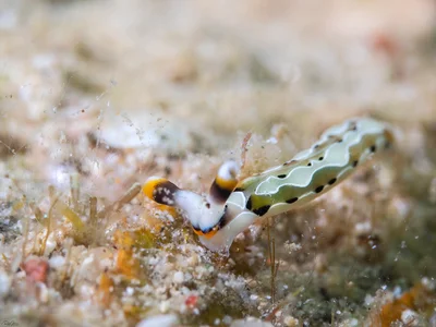 Thuridilla decorata