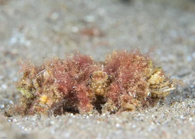 Reef Decorator Crab - Camposcia retusa