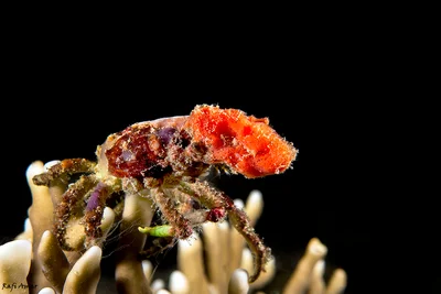 Reef Decorator Crab - Camposcia retusa