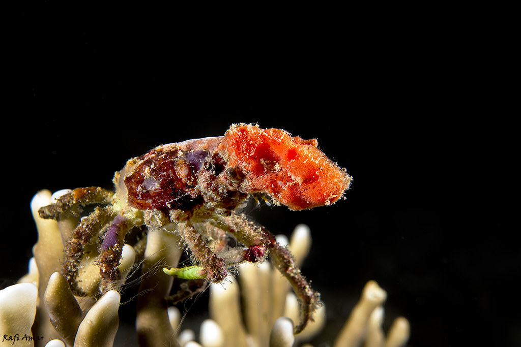 Reef Decorator Crab - Camposcia retusa