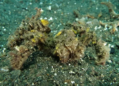 Camouflaged Crab - Tawali - Milne Bay PNG - 2nd October 2015