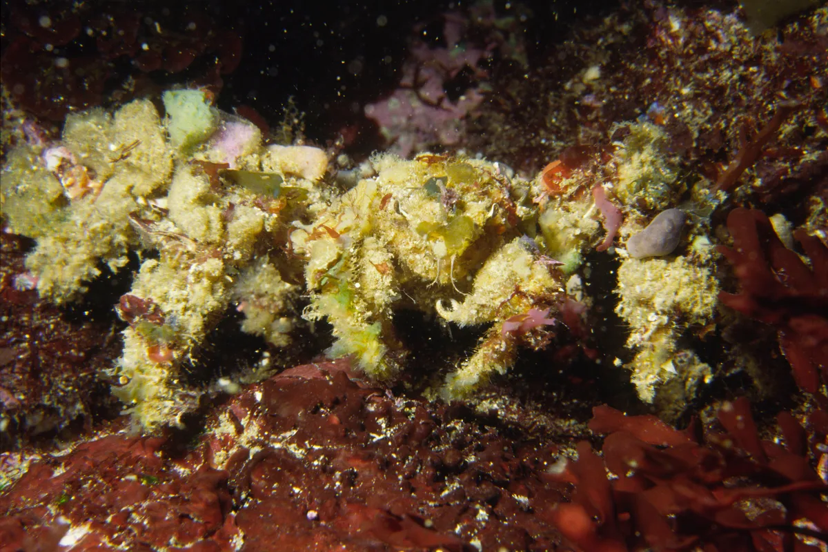 Camposcia retusa (Latreille, 1829)