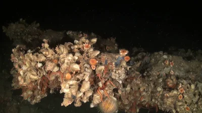 Deep-sea Oyster
