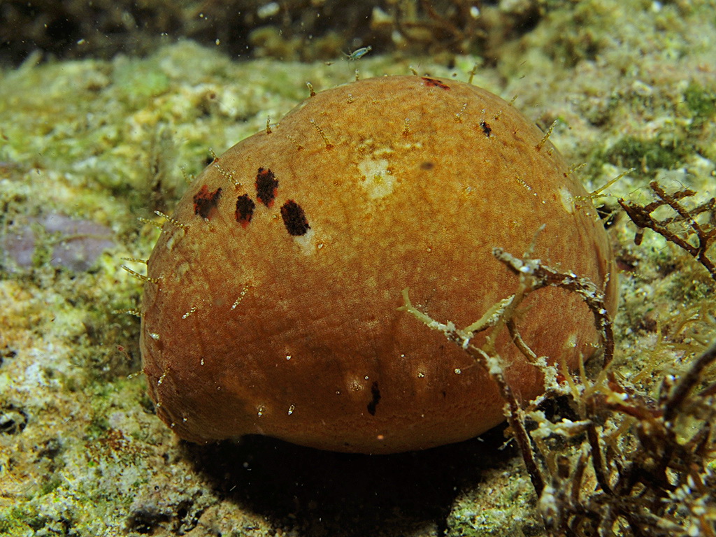 Actinopyga echinites