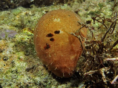 Actinopyga echinites