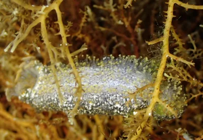 Actinopyga echinites (Juv)