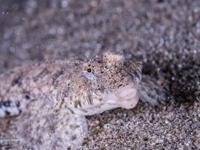 Callionymus delicatulus - אילת, ישראל