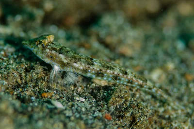Callionymus delicatulus - Kareko Batu, Bitung City, North Sulawesi, Indonesia